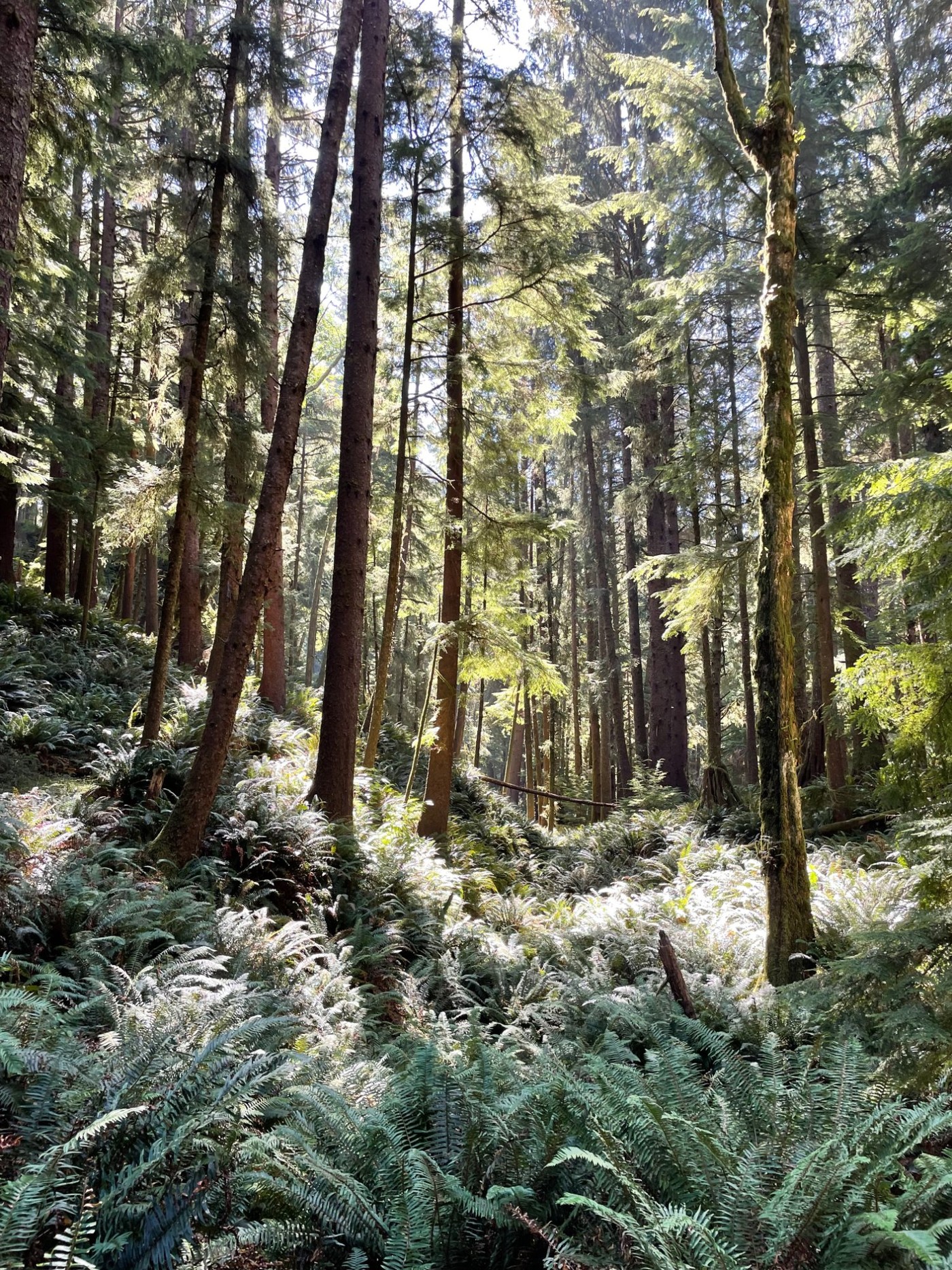 Fern forest, Pacific Northwest