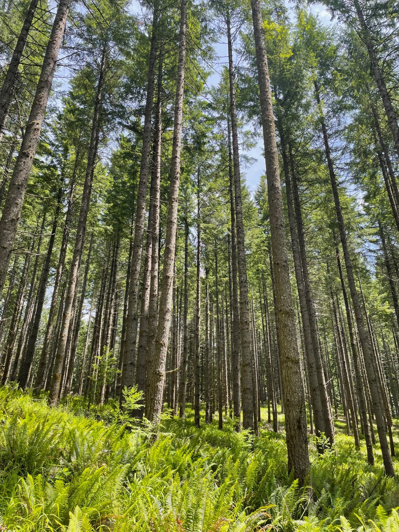 Old growth forest, Oregon