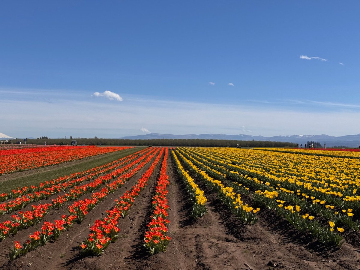 Tulip fields
